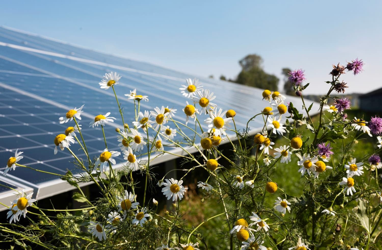 Zielona energia fotowoltaiczna firmy Alight