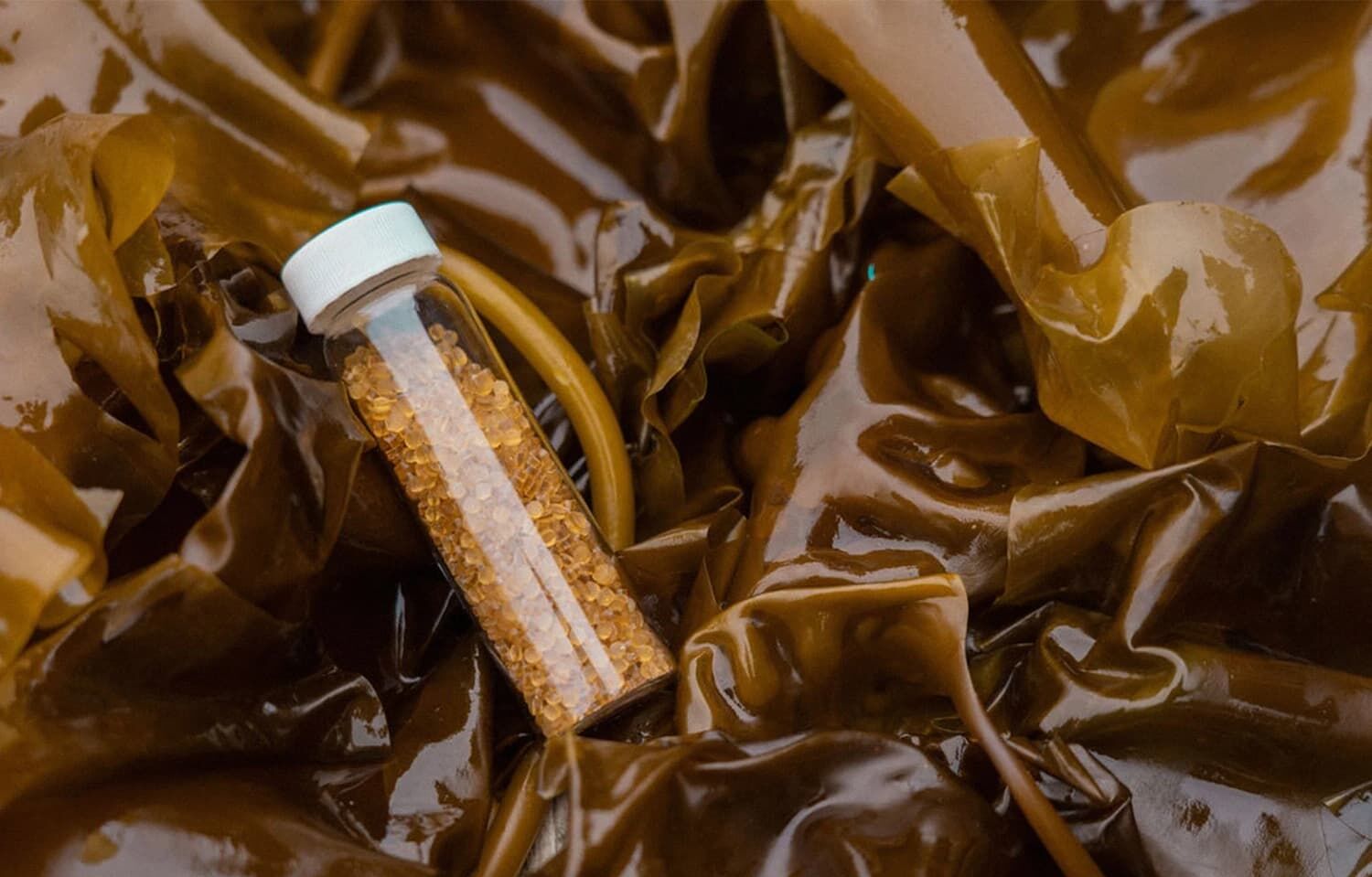 Opakowania z alg morskich i wodorostów SWAY