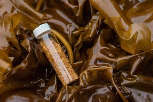 Ekologiczne tworzywa z wodorostów SWAY