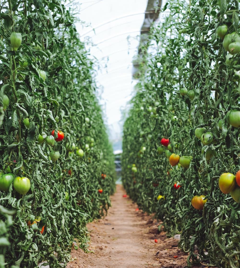 Hydroponika i sadzenie Arqlite Smart Gravel™