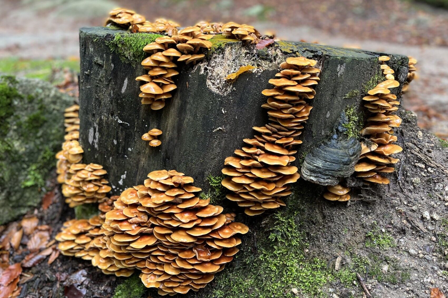 Grzybnia Mycelium - nadzieja ekologii