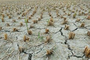 Sposób na suszę AgroBiogel™