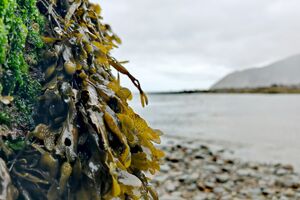 Wodorosty morskie OCEANIUM odnawialne zasoby przyszłości