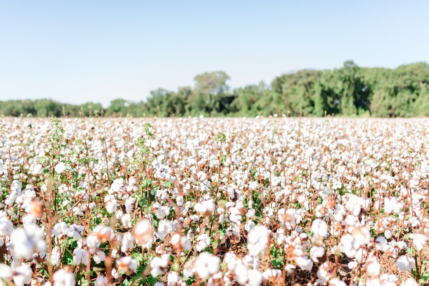 Najnowsza technologia TransDRY opracowana dzięki wsparciu CottonWorks™