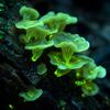 Biotechnologia w architekturze krajobrazu Bioo Lumina