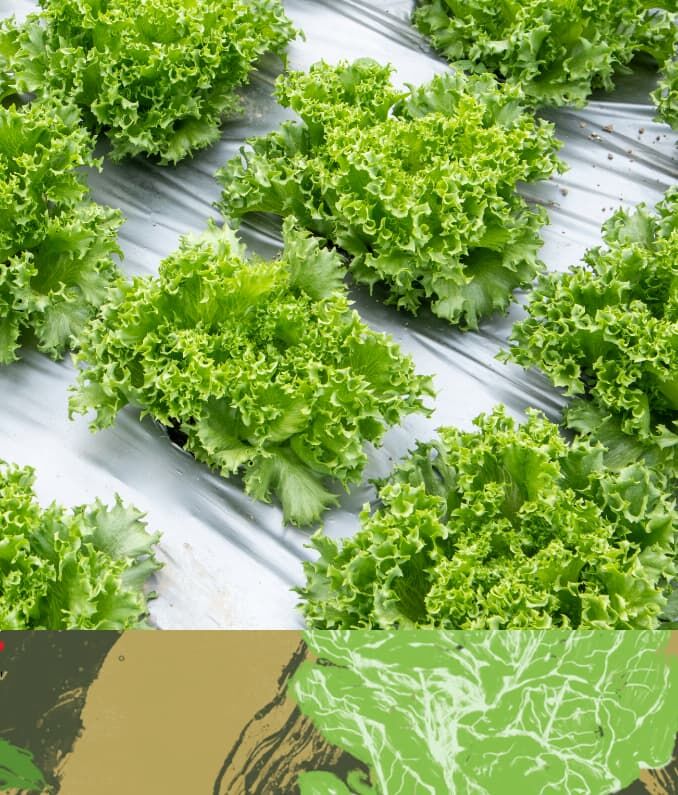 Kompostowalne folie z roślin i odpadów organicznych Mater-Bi dla rolnictwa