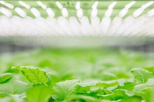 Pionowe farmy żywności