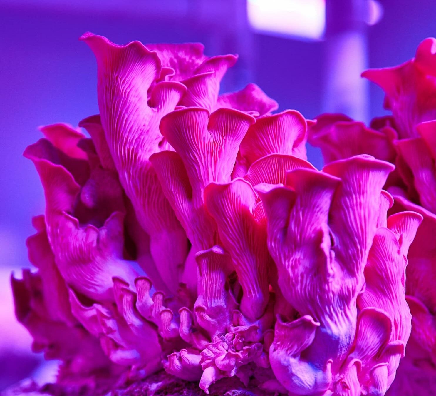 Alternatywne zamienniki mięsa Bosque Foods