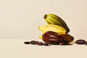 Kakao bez ziaren kakaowca Kokomodo