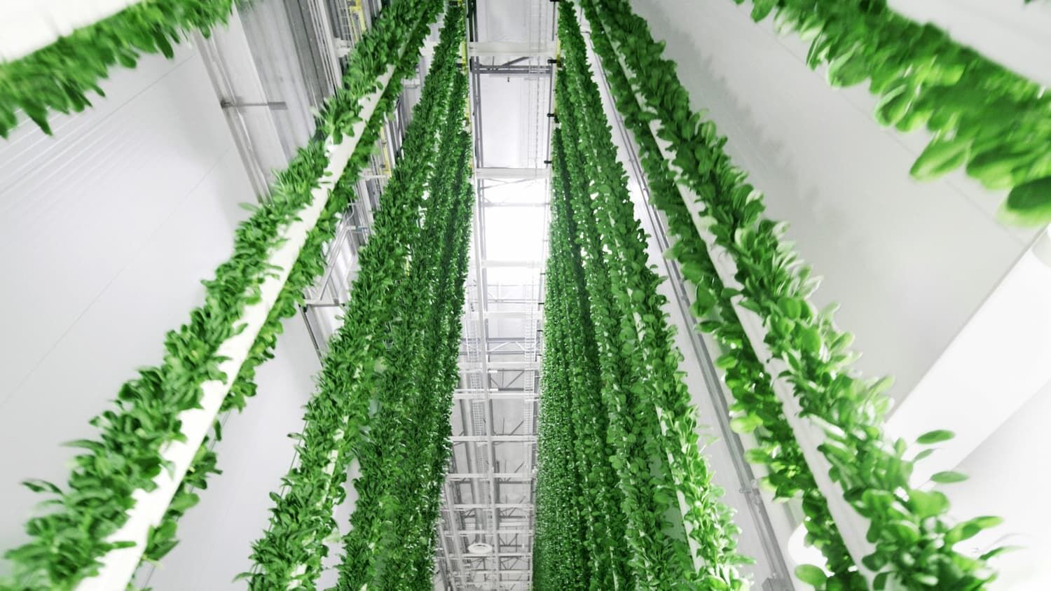 Pionowe farmy Plenty w miastach wspierane przez AI