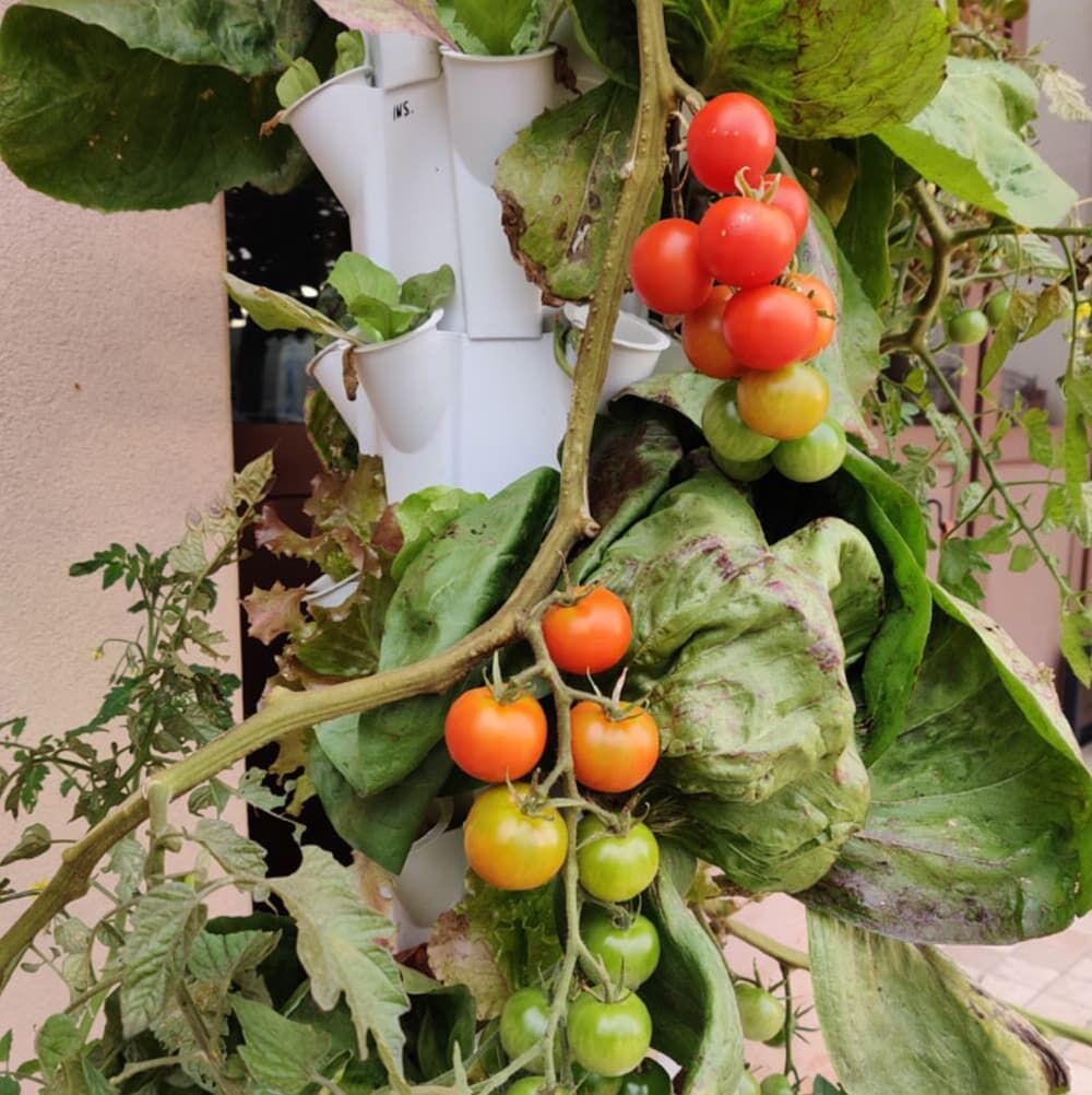 Uprawy hydroponiczne dla hotelarstwa i gastronomii Litrax