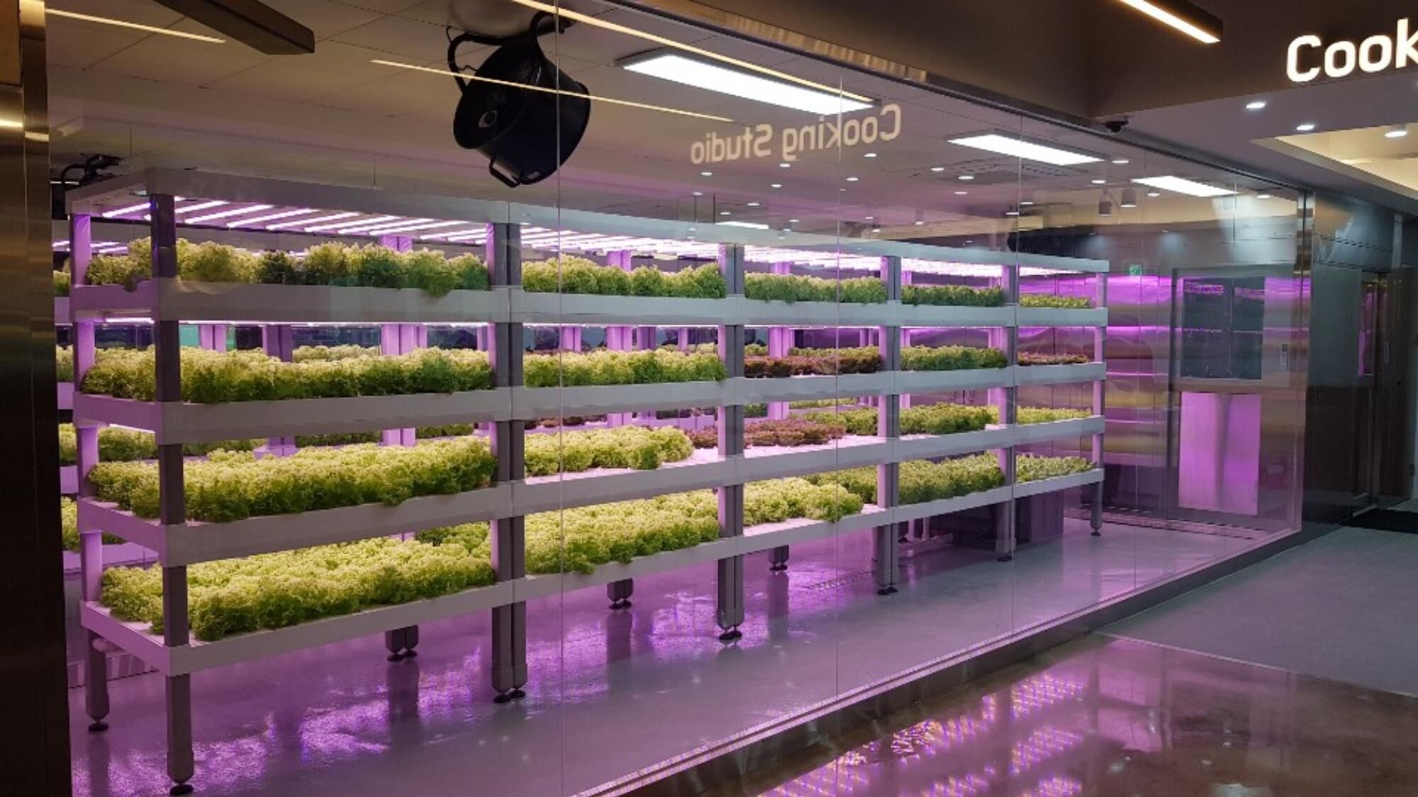 Uprawa wertykalna na skalę przemysłową Litrax