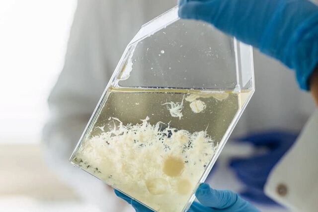 Zrównoważone białka z grzybni Norwegian Mycelium