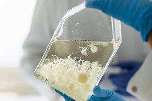 Zrównoważone białka z grzybni Norwegian Mycelium