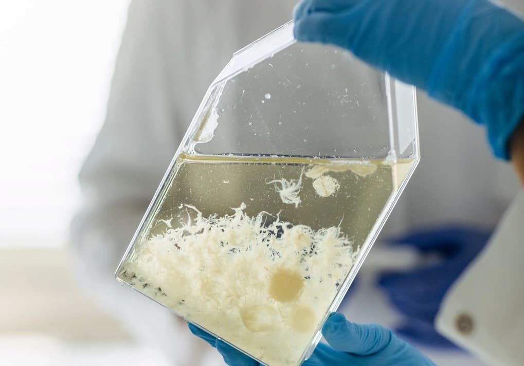 Zrównoważone białka z grzybni Norwegian Mycelium