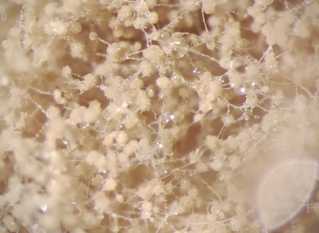 Alternatywne białka dla przemysłu spożywczego NoMy