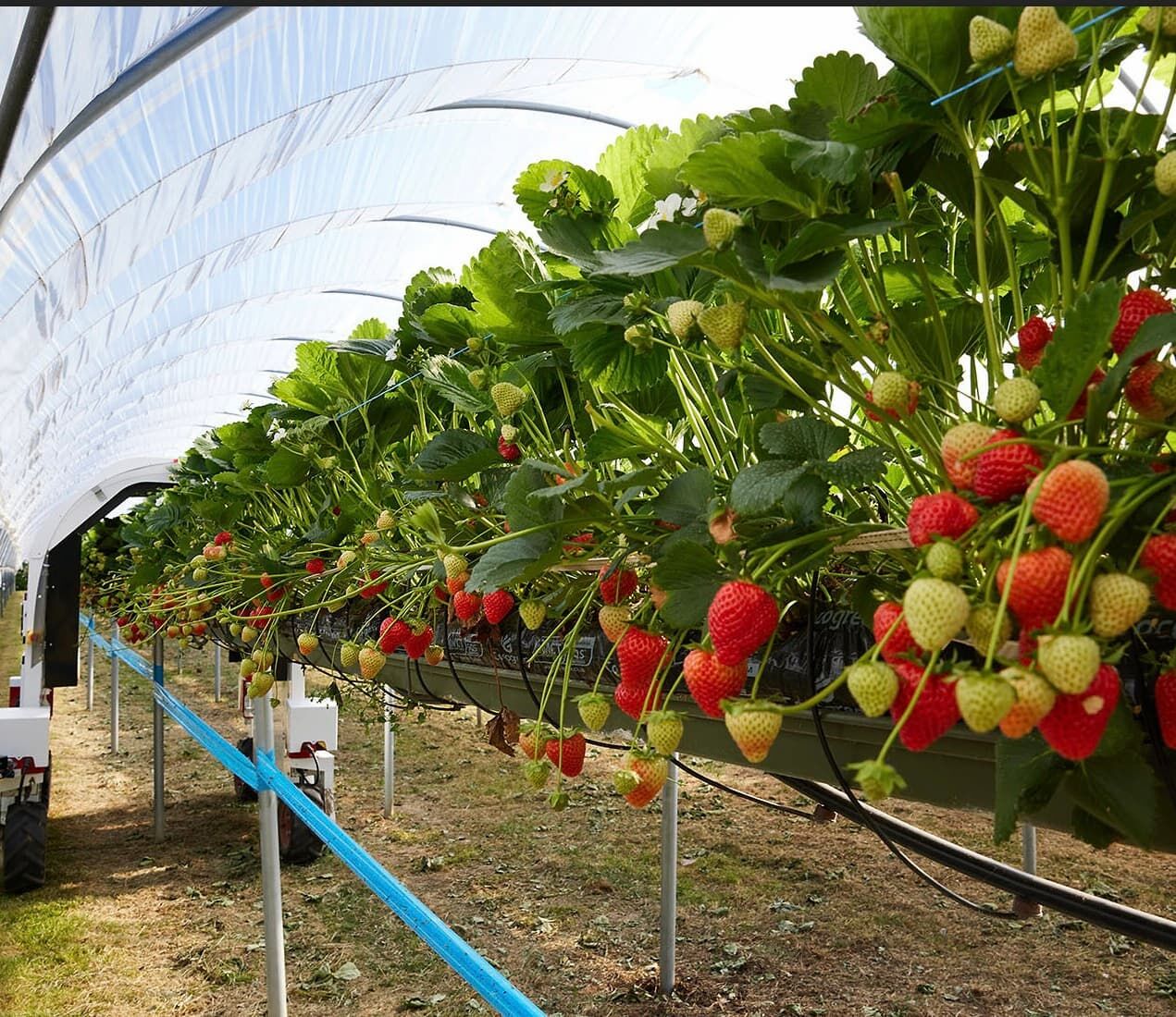 Rolnictwo zrównoważone dzięki robotom Saga Robotics