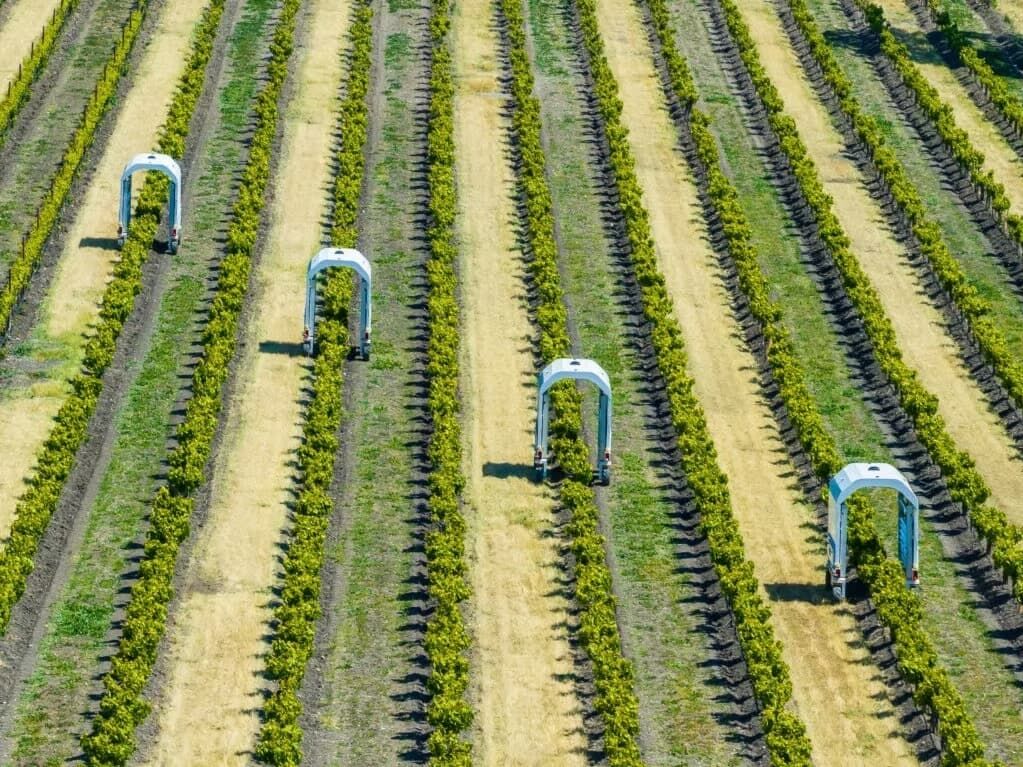 Robotyka rolnicza Saga Robotics zamiast pestycydów