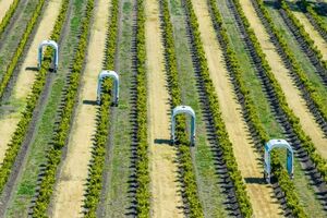 Autonomiczne roboty dla zrównoważonego rolnictwa Thorvald